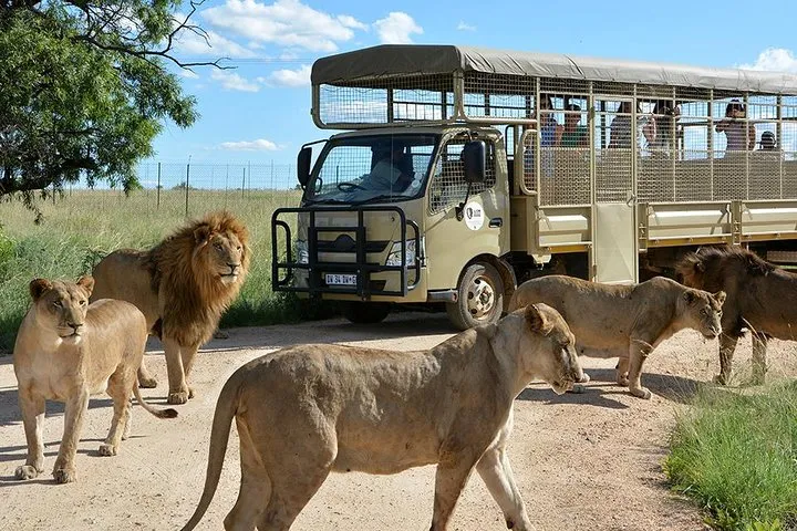 Safari vehicle passing lions at the Lion Park half day tour