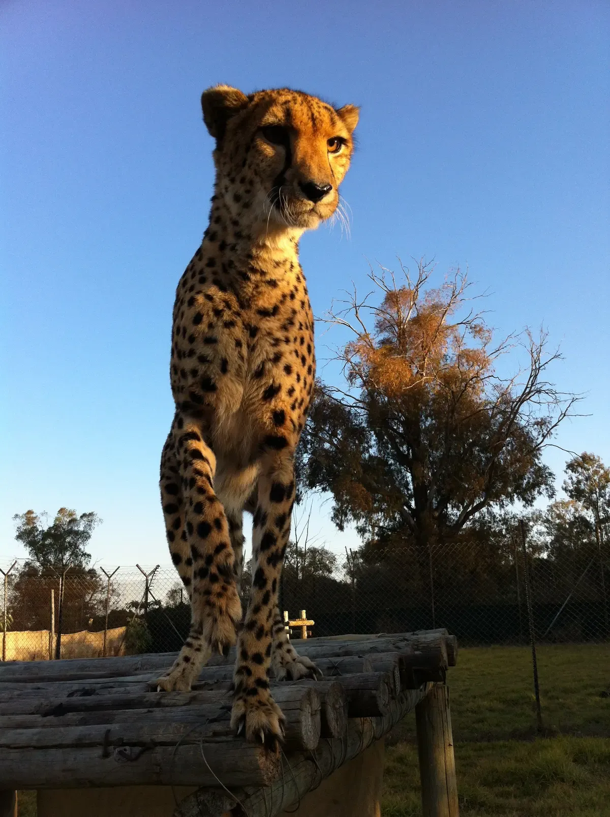 Habituated cheetah in the interaction area of the then-Lion Park, photographed in 2013