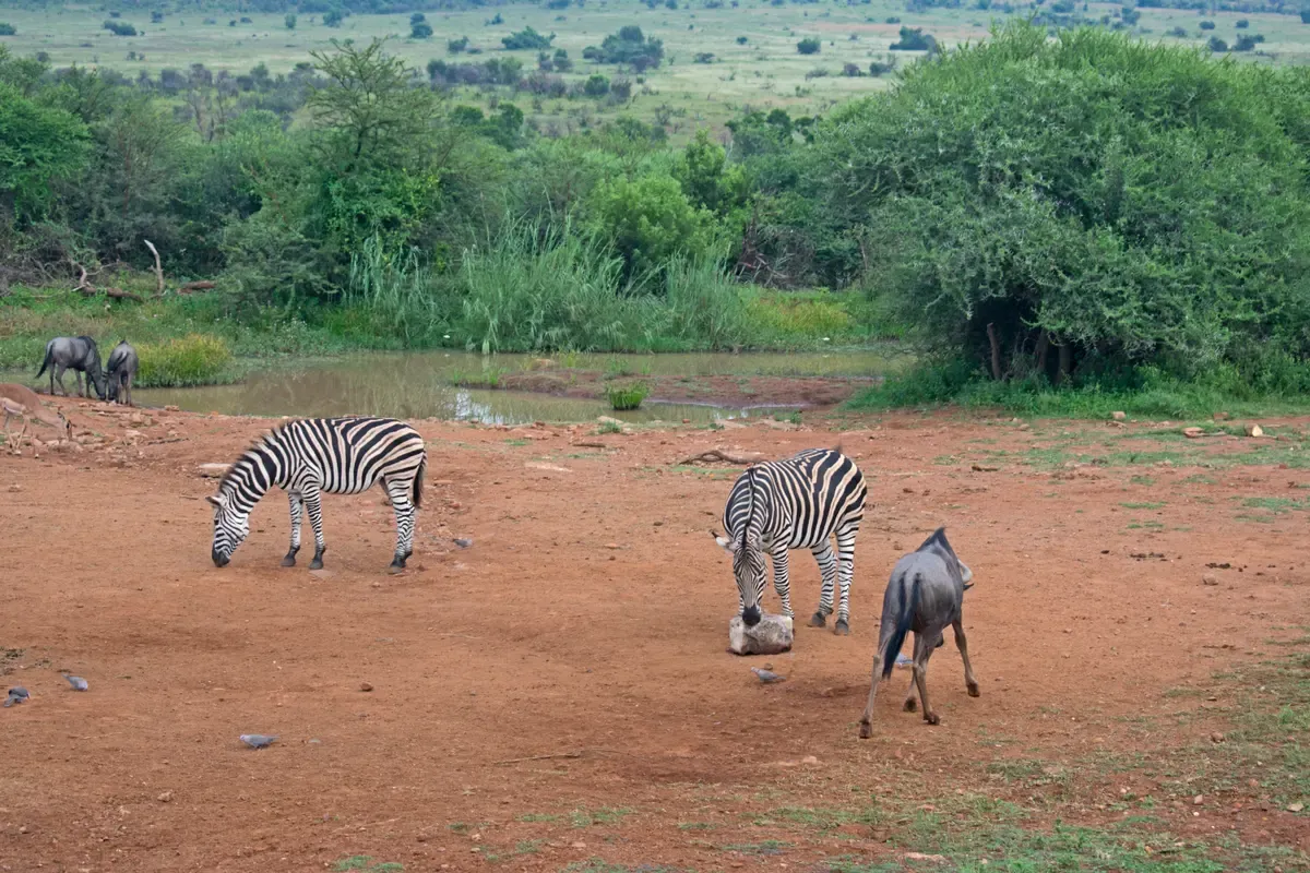 Animals grazing on the slopes of the volcanic ring seen from the Pilanesberg Centre viewpoint