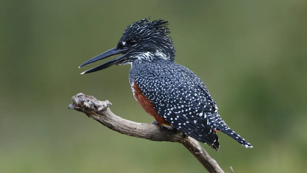 Giant kingfisher at the Walter Sisulu National Botanical Garden's dam